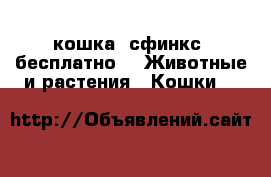 кошка  сфинкс .бесплатно -  Животные и растения » Кошки   